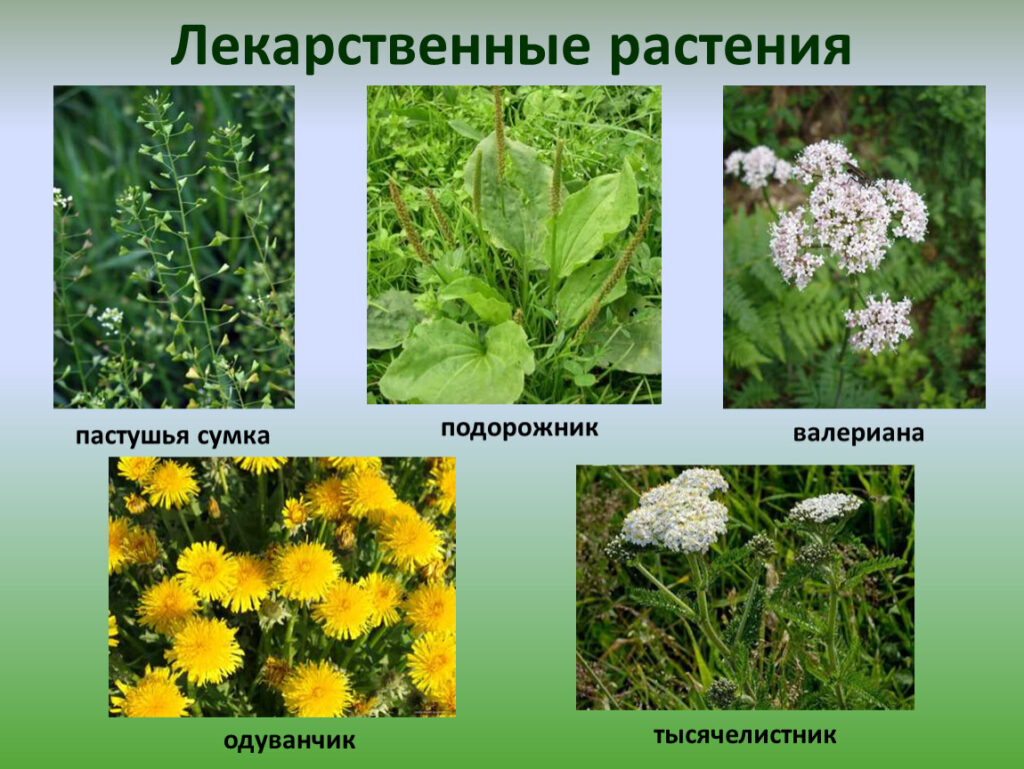 Дача и огород