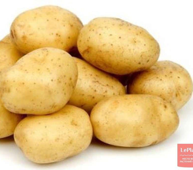 картофель описание