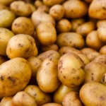 алоэ лекарственное растение