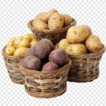 русские лекарственные растения