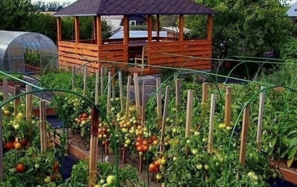 лебеда лекарственное растение