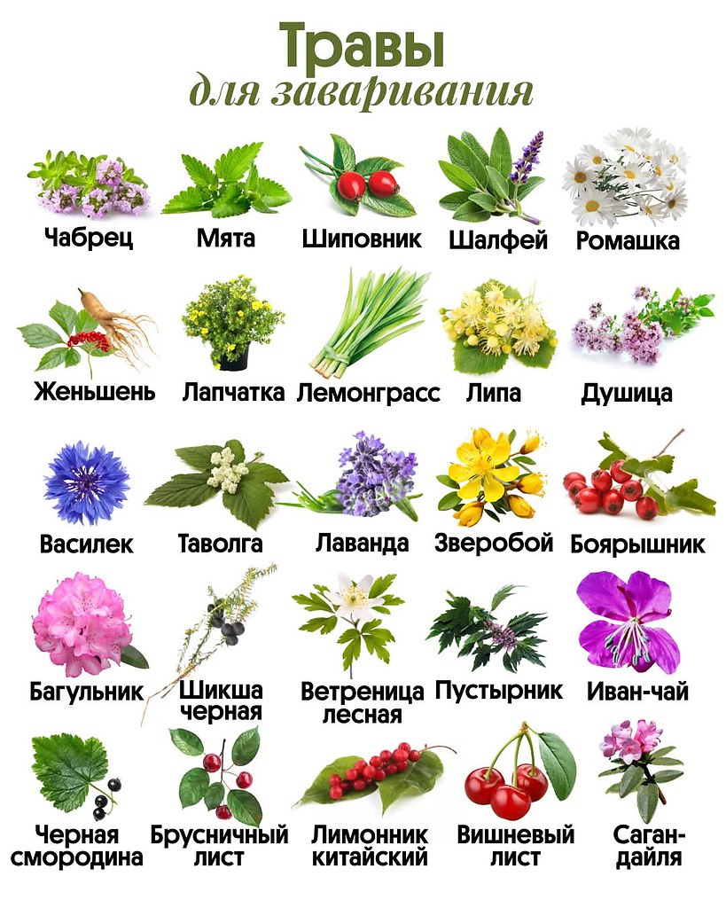лекарственные растения болот