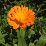 выращивание лекарственных растений