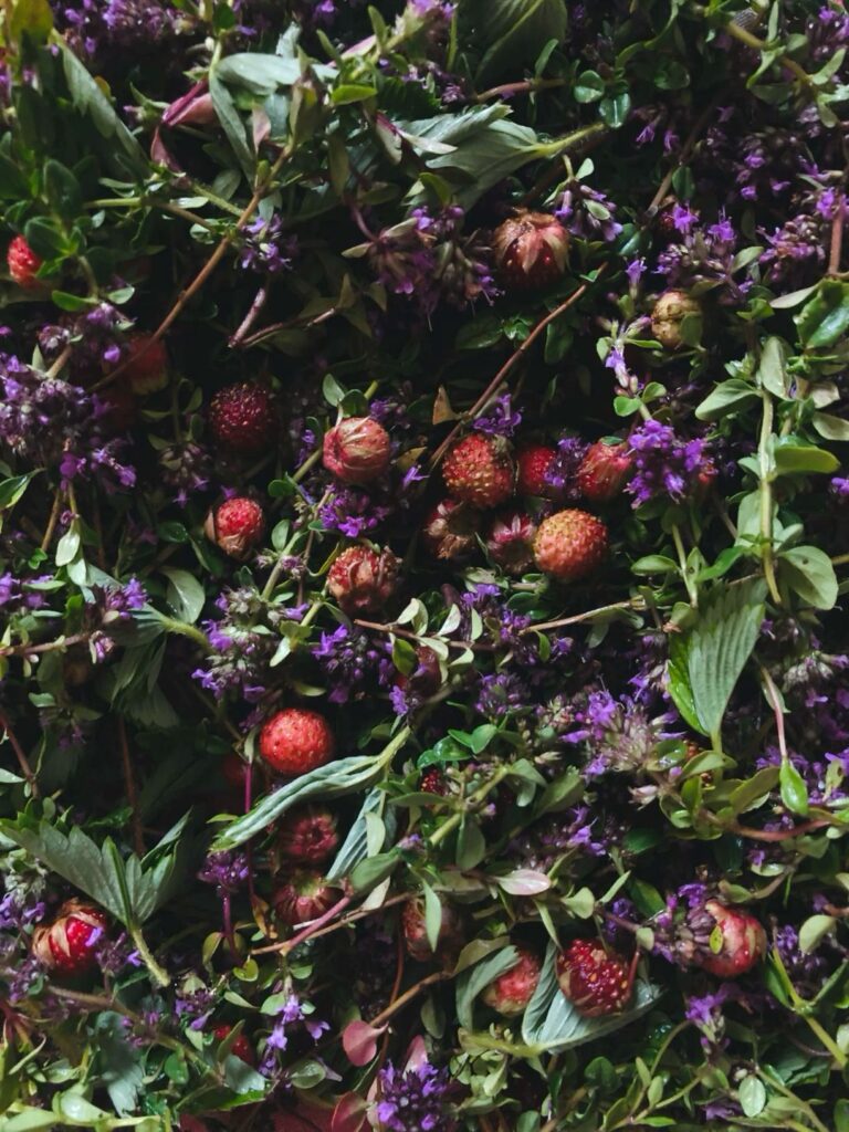 матрешка лекарственное растение