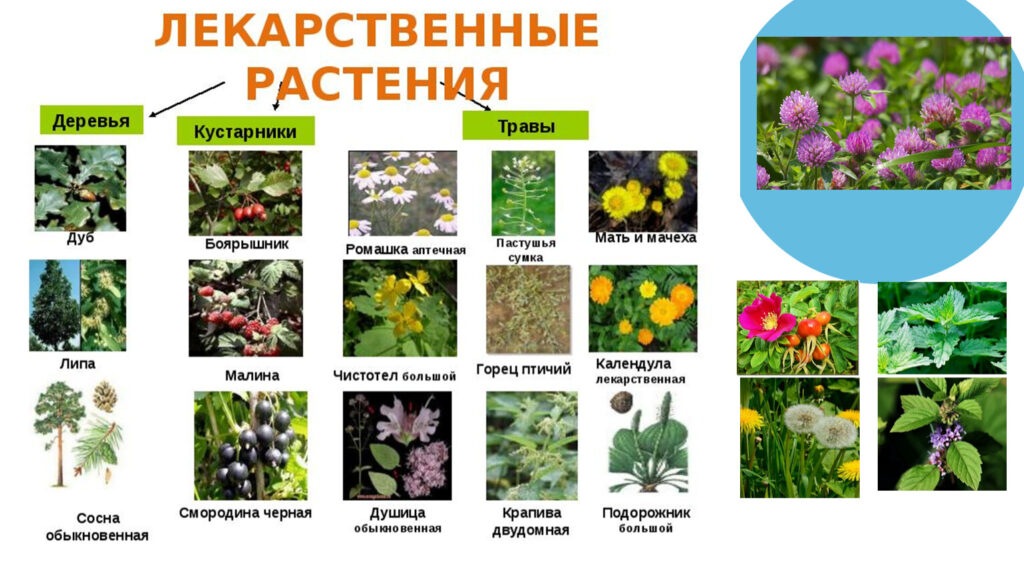 примеры лекарственных растений