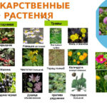 примеры лекарственных растений
