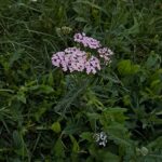 список лекарственных растений