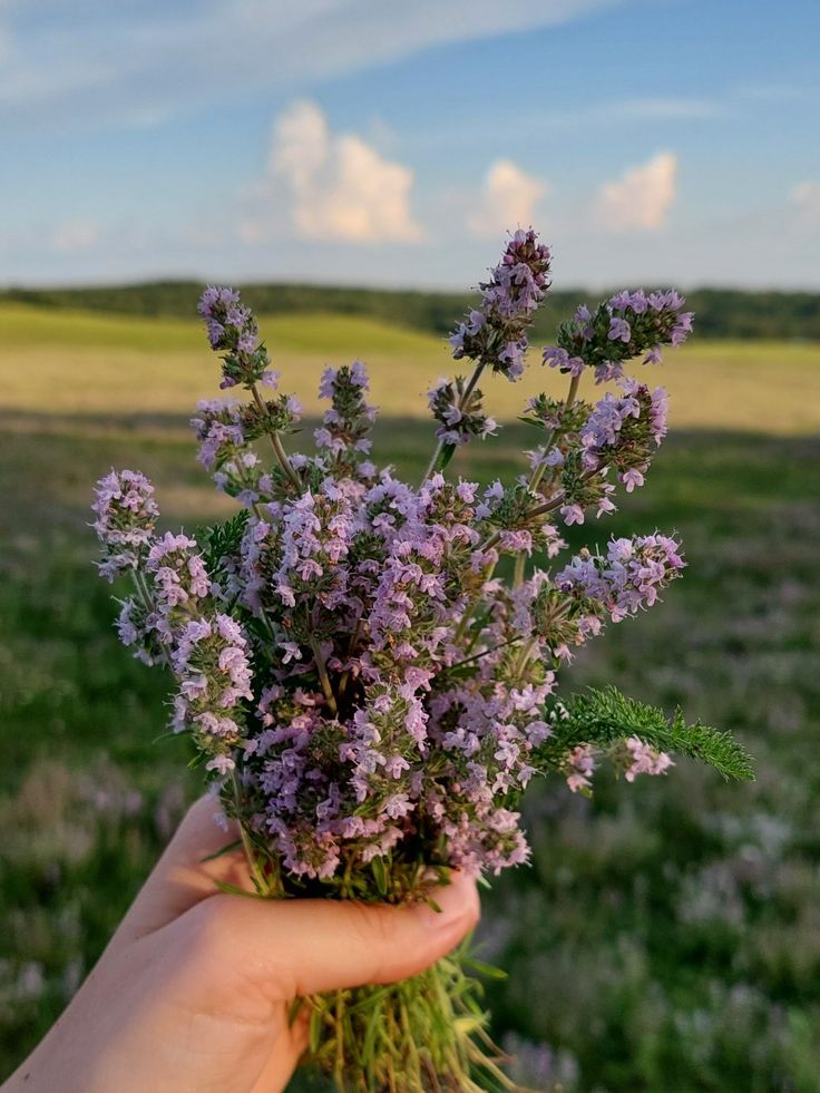 лекарственные растения легкие