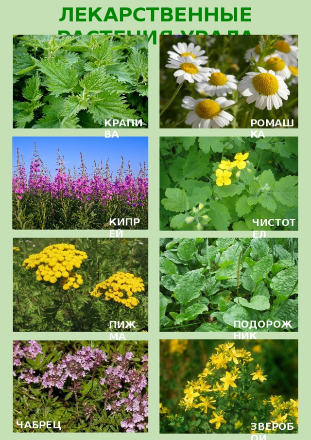 20 лекарственных растений