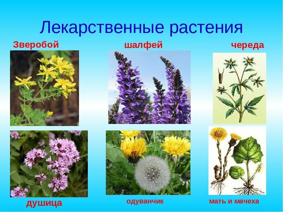 лекарственные растения корень
