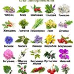 Многолетние лекарственные растения
