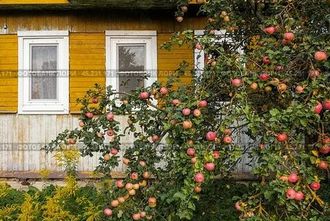 яблоня выращивание и уход