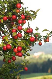 уход за саженцами яблони
